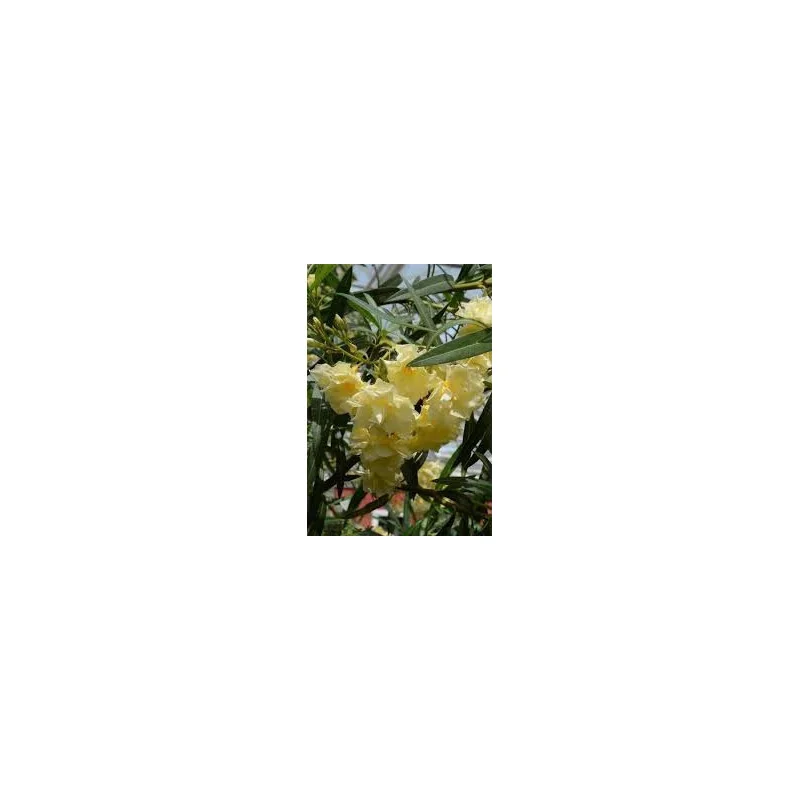 Leandru - Nerium Oleander Galben SIMPLU 50-70 cm | Arbust Decorativ cu Flori Spectaculoase