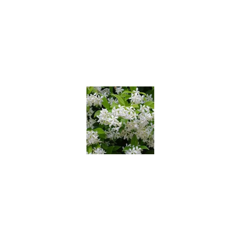 Iasomie Stelară 1m – Plantă Căţărătoare Perenă cu Flori Parfumate, Rezistentă la Îngheț 🌿✨