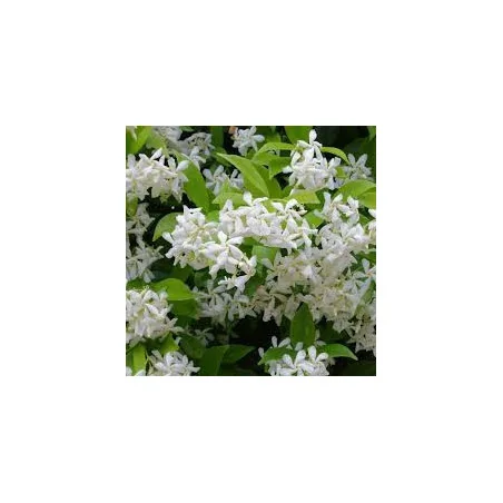 Iasomie Stelară 1m – Plantă Căţărătoare Perenă cu Flori Parfumate, Rezistentă la Îngheț 🌿✨