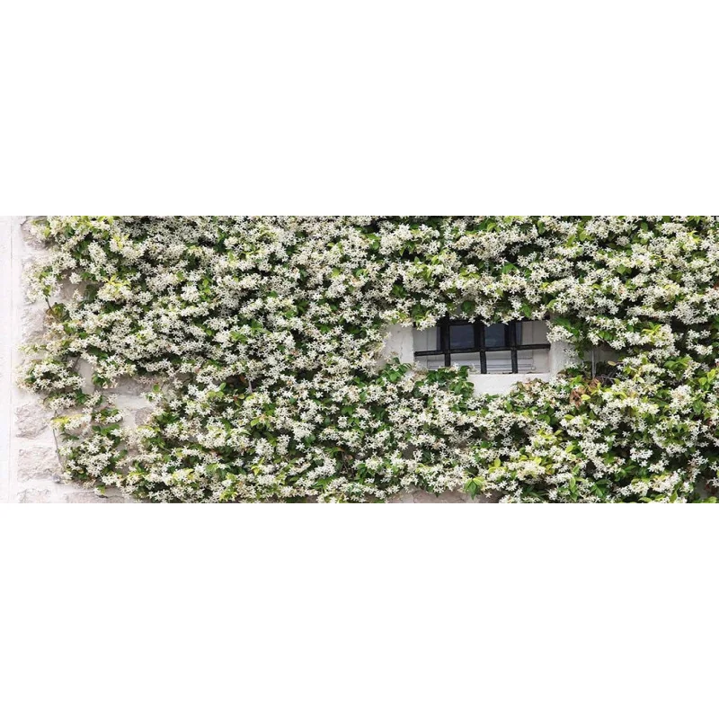Iasomie Stelară 1m – Plantă Căţărătoare Perenă cu Flori Parfumate, Rezistentă la Îngheț 🌿✨