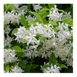 Iasomie Stelară 150 cm – Plantă Căţărătoare Perenă cu Flori Parfumate, Rezistentă la Îngheț 🌿✨