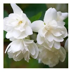 Philadelphus Snowbelle – Iasomie de Grădină cu Flori Duble, Intens Parfumate 🌿✨