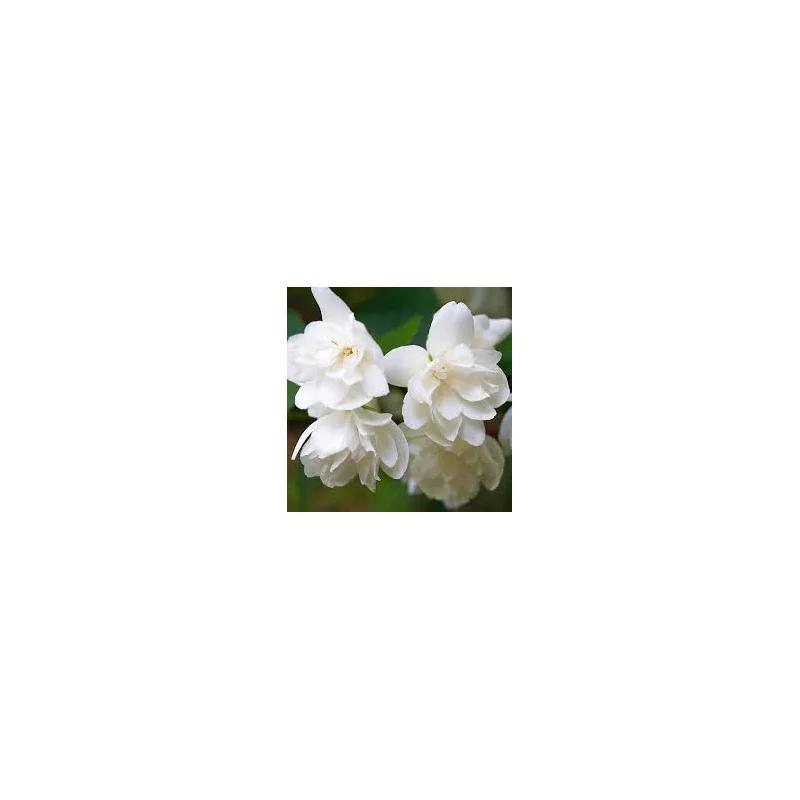 Philadelphus Snowbelle – Iasomie de Grădină cu Flori Duble, Intens Parfumate 🌿✨