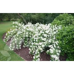 Philadelphus Belle Étoile – Iasomie de Grădină cu Flori Parfumate și Mijloc Violet 🌿✨