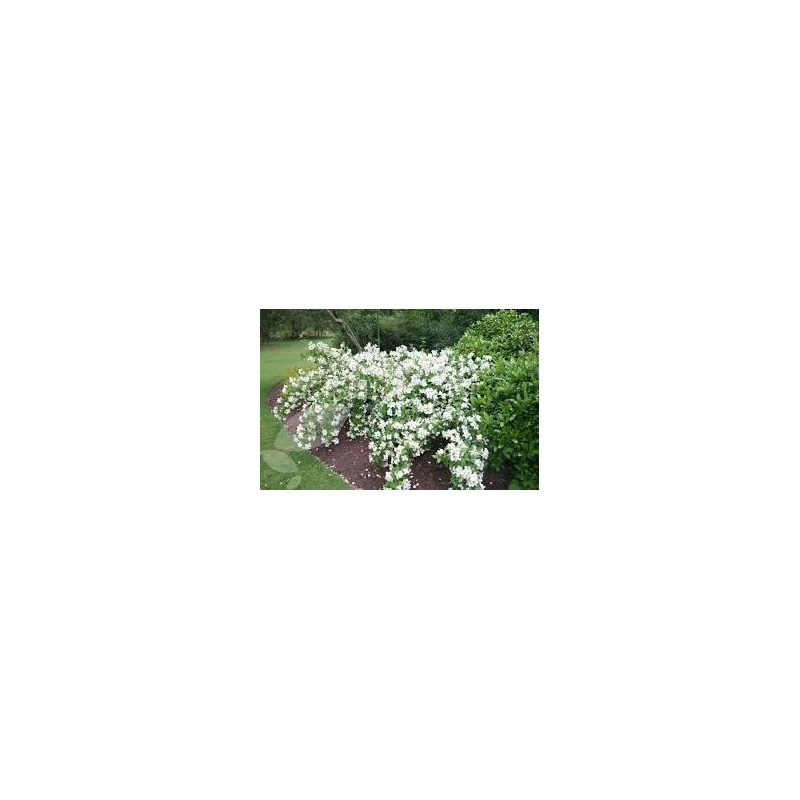 Philadelphus Belle Étoile – Iasomie de Grădină cu Flori Parfumate și Mijloc Violet 🌿✨