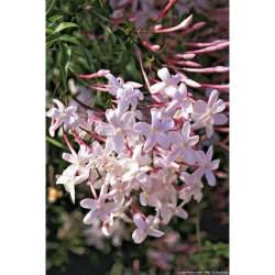 Iasomie Roz Căţărătoare 1,3m– Plantă Exotică cu Flori Parfumate și Creștere Rapidă 🌿🌸
