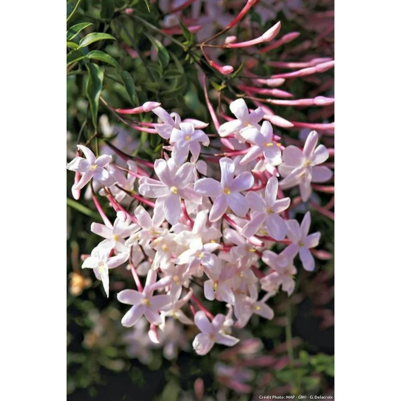 Iasomie Roz Căţărătoare 1,3m– Plantă Exotică cu Flori Parfumate și Creștere Rapidă 🌿🌸