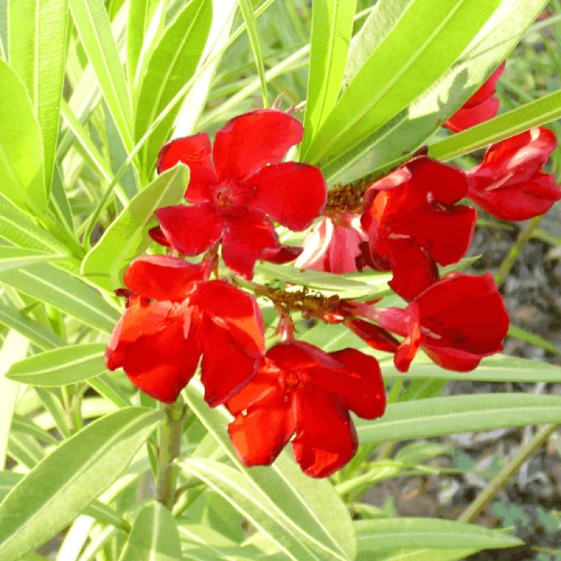 Leandru - Nerium Oleander Rosu aprins 50-70 cm | Arbust Decorativ cu Flori Spectaculoase