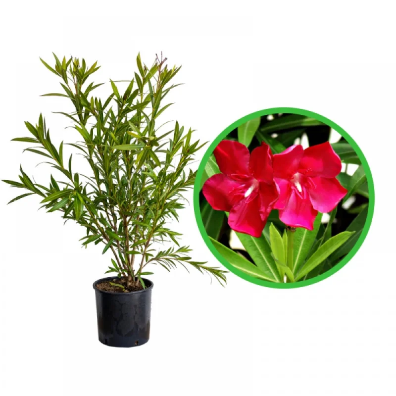 Leandru - Nerium Oleander Rosu aprins 50-70 cm | Arbust Decorativ cu Flori Spectaculoase