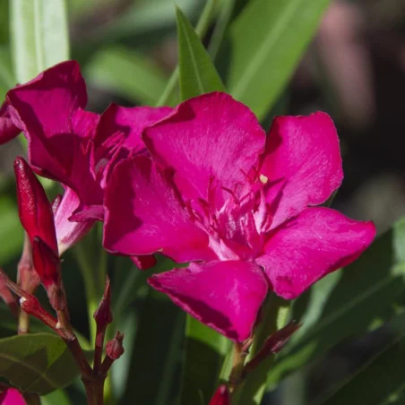 Leandru - Nerium Oleander Roz Ciclam 50-70 cm | Arbust Decorativ cu Flori Spectaculoase