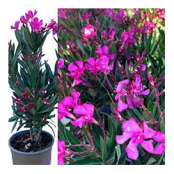 Leandru - Nerium Oleander Roz Ciclam 50-70 cm | Arbust Decorativ cu Flori Spectaculoase