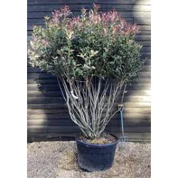 Photinia serratifolia Crunchy – Arbust Ornamental 200-250 cm, Multistem, cu Frunziș Colorat și Dens 🌿✨