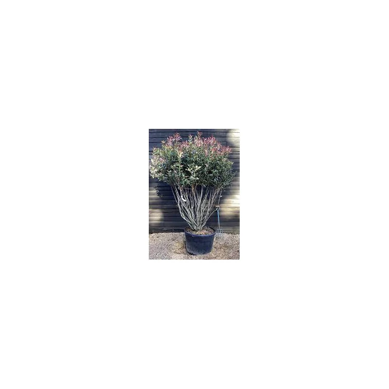 Photinia serratifolia Crunchy – Arbust Ornamental 200-250 cm, Multistem, cu Frunziș Colorat și Dens 🌿✨