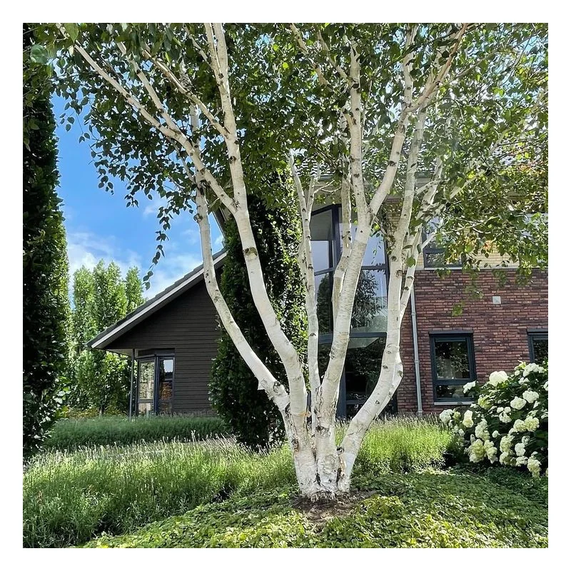 Mesteacăn de Himalaya Multisem 2.5-3m– Arbore Deciduos cu Coajă Albă și Frunziș Elegant 🌳❄️