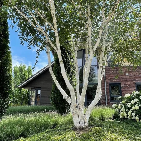 Mesteacăn de Himalaya Multisem 2.5-3m– Arbore Deciduos cu Coajă Albă și Frunziș Elegant 🌳❄️
