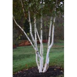 Mesteacăn de Himalaya Multisem 2.5-3m– Arbore Deciduos cu Coajă Albă și Frunziș Elegant 🌳❄️