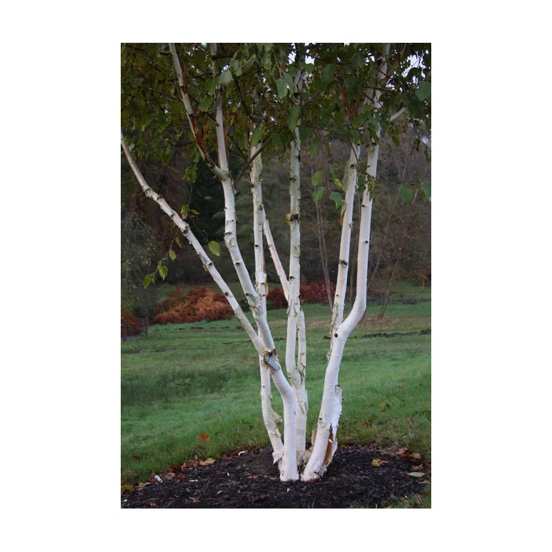 Mesteacăn de Himalaya Multisem 2.5-3m– Arbore Deciduos cu Coajă Albă și Frunziș Elegant 🌳❄️
