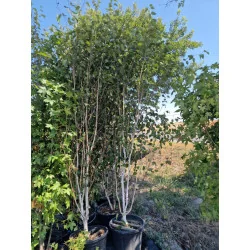 Mesteacăn de Himalaya Multisem 2.5-3m– Arbore Deciduos cu Coajă Albă și Frunziș Elegant 🌳❄️