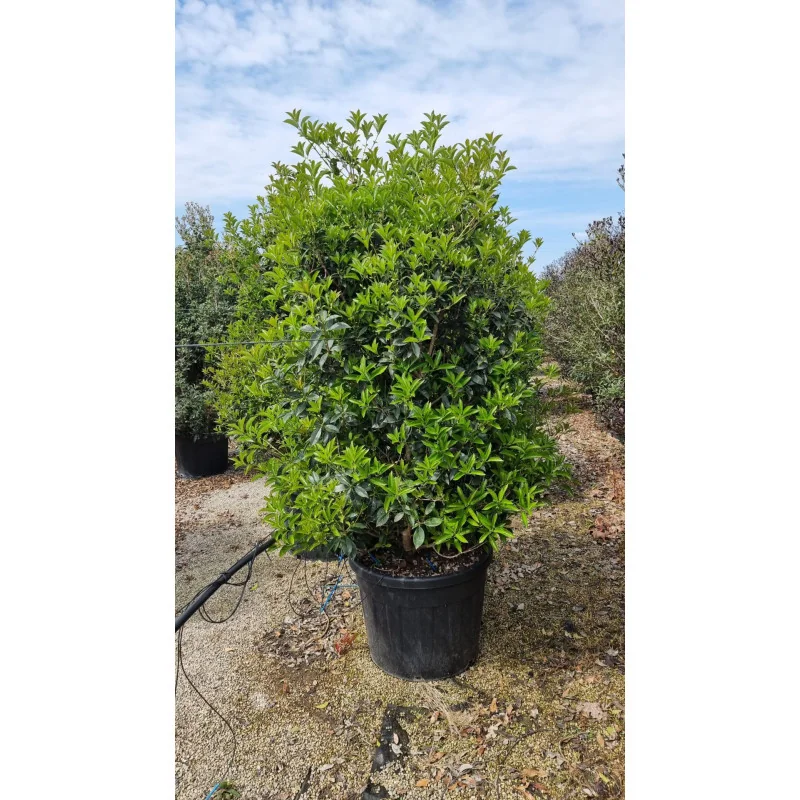 Osmanthus Aquifolium – Arbust Perennial cu Frunziș Lătritor, Vesnic Verde și Flori Delicate, 2 m 🌿✨