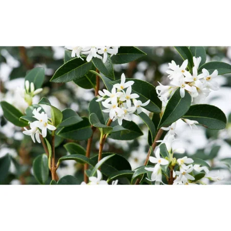 Osmanthus Aquifolium mic 80 cm – Arbust Perennial cu Frunziș Lătritor, Vesnic Verde și Flori Delicate🌿✨