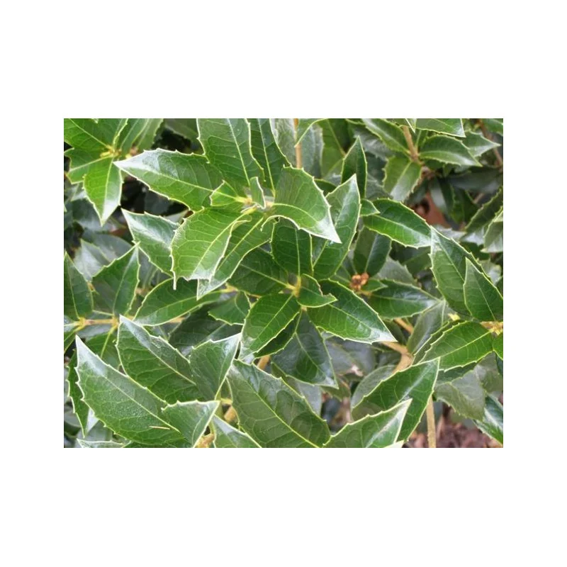 Osmanthus Aquifolium mic 80 cm – Arbust Perennial cu Frunziș Lătritor, Vesnic Verde și Flori Delicate🌿✨