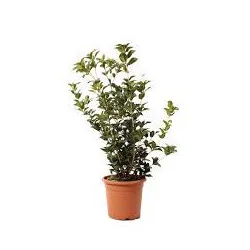 Osmanthus Aquifolium mic 80 cm – Arbust Perennial cu Frunziș Lătritor, Vesnic Verde și Flori Delicate🌿✨