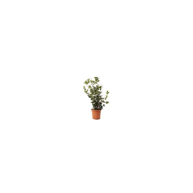 Osmanthus Aquifolium mic 80 cm – Arbust Perennial cu Frunziș Lătritor, Vesnic Verde și Flori Delicate🌿✨
