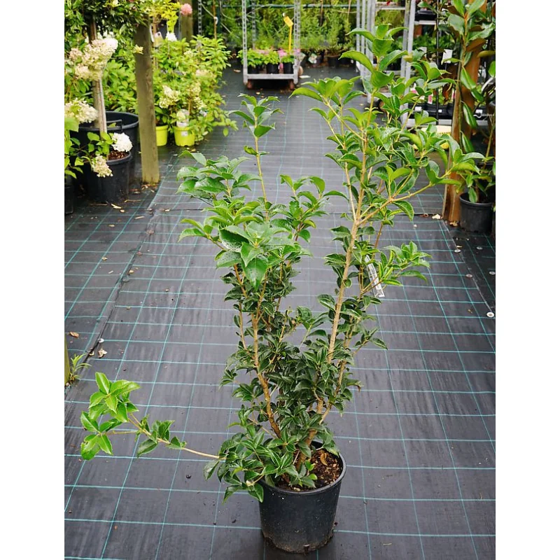 Osmanthus Aquifolium mic 80 cm – Arbust Perennial cu Frunziș Lătritor, Vesnic Verde și Flori Delicate🌿✨