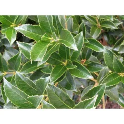 Osmanthus Aquifolium mic 100cm – Arbust Perennial cu Frunziș Lătritor, Vesnic Verde și Flori Delicate, 2 m 🌿✨