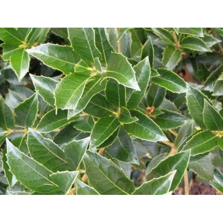 Osmanthus Aquifolium mic 100cm – Arbust Perennial cu Frunziș Lătritor, Vesnic Verde și Flori Delicate, 2 m 🌿✨