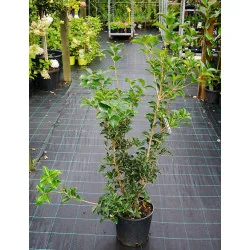 Osmanthus Aquifolium mic 100cm – Arbust Perennial cu Frunziș Lătritor, Vesnic Verde și Flori Delicate, 2 m 🌿✨
