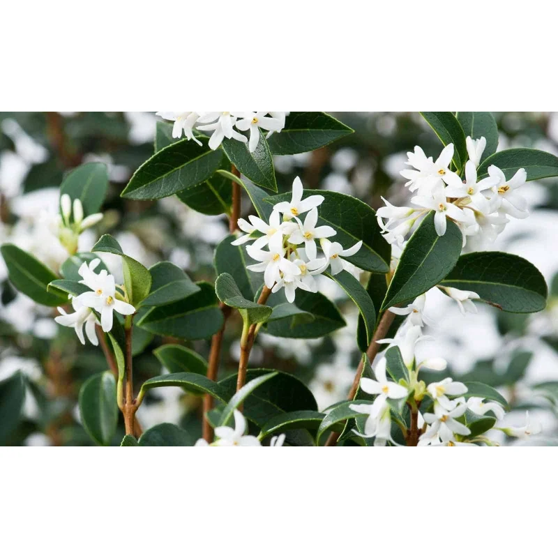 Osmanthus Aquifolium mic 100cm – Arbust Perennial cu Frunziș Lătritor, Vesnic Verde și Flori Delicate, 2 m 🌿✨