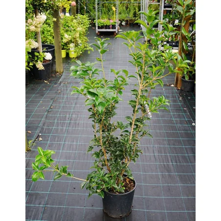 Osmanthus Aquifolium mic 120cm – Arbust Perennial cu Frunziș Lătritor, Vesnic Verde și Flori Delicate, 2 m 🌿✨