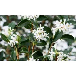Osmanthus Aquifolium mic 120cm – Arbust Perennial cu Frunziș Lătritor, Vesnic Verde și Flori Delicate, 2 m 🌿✨