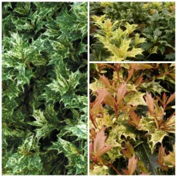 Osmanthus tricolor Goshiki – Arbust Perennial cu Frunziș Tricolor