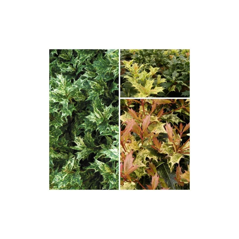 Osmanthus tricolor Goshiki – Arbust Perennial cu Frunziș Tricolor
