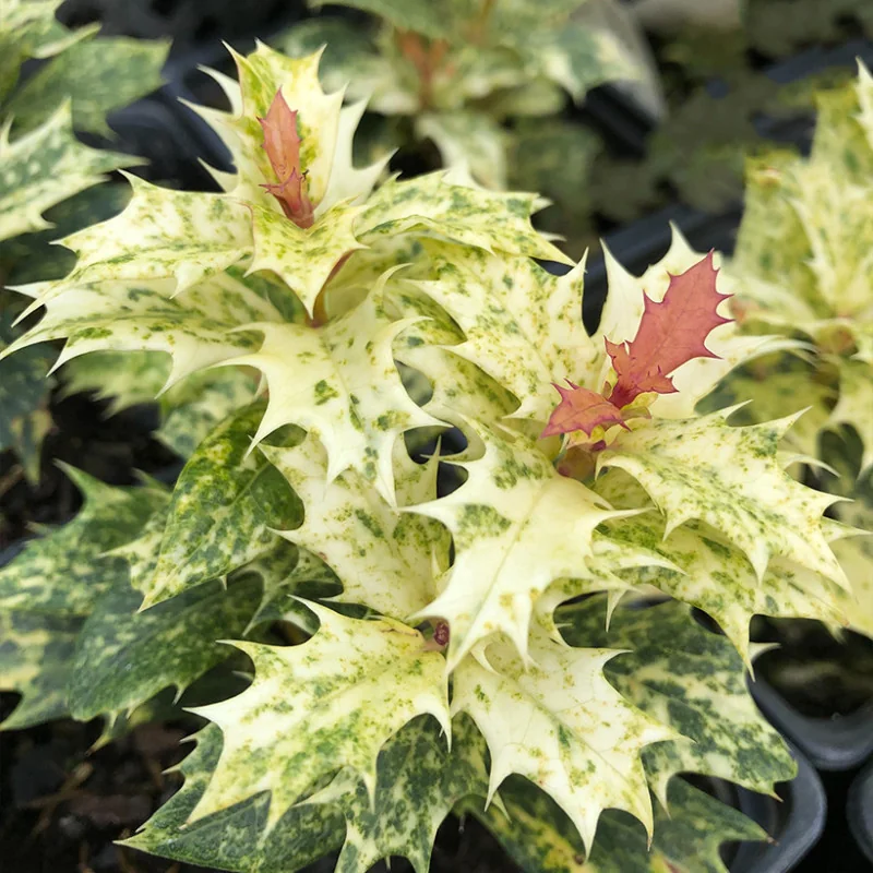 Osmanthus tricolor Goshiki – Arbust Perennial cu Frunziș Tricolor