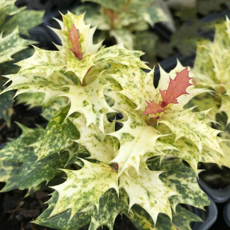 Osmanthus tricolor Goshiki clob 80 mc – Arbust Perennial cu Frunziș Tricolor