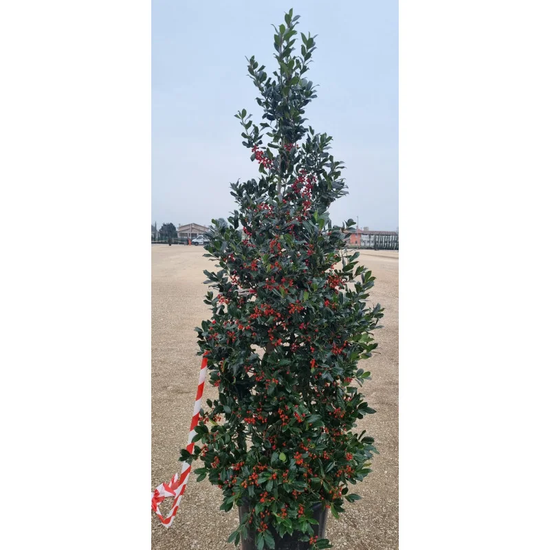 Ilex Nellie Stevens – Laur Japonez de 2.5 m, tufa Evergreen cu Frunziș Dens și Rezistență la Vânt 🌿✨