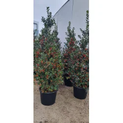 Ilex Nellie Stevens – Laur Japonez de 2.5 m, tufa Evergreen cu Frunziș Dens și Rezistență la Vânt 🌿✨