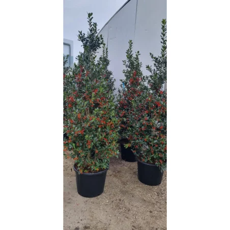 Ilex Nellie Stevens – Laur Japonez de 2.5 m, tufa Evergreen cu Frunziș Dens și Rezistență la Vânt 🌿✨