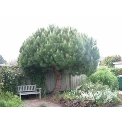 Pinus Pinea V30 1.8m