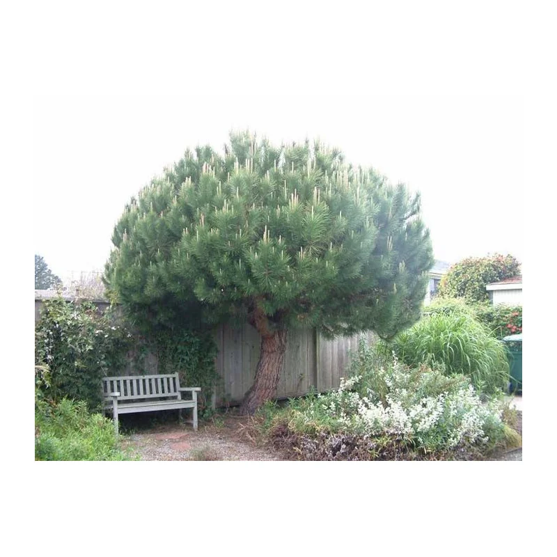 Pinus Pinea V30 1.8m