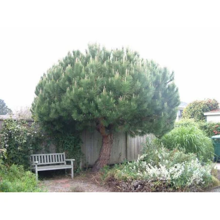 Pinus Pinea V30 1.8m
