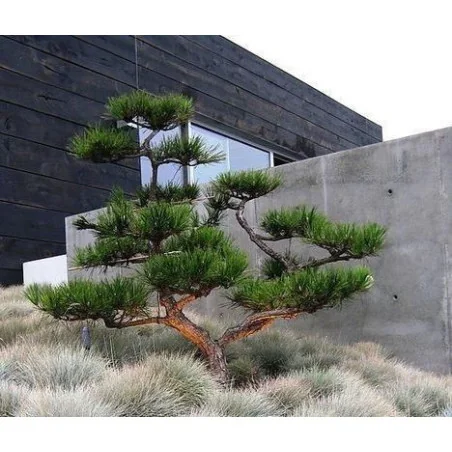 Pinus Nigra Bonsai 300 cm