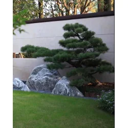 Pinus Nigra Bonsai 300 cm