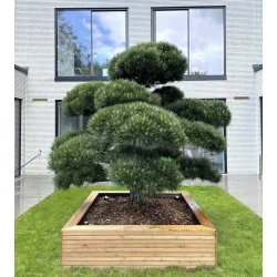 Pinus Nigra Bonsai 270 cm
