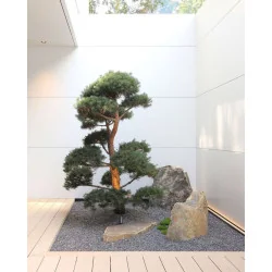 Pinus Nigra Bonsai 270 cm