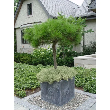 Pinus Pinea pe picior inalt