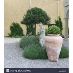 Pinus Pinea pe picior inalt